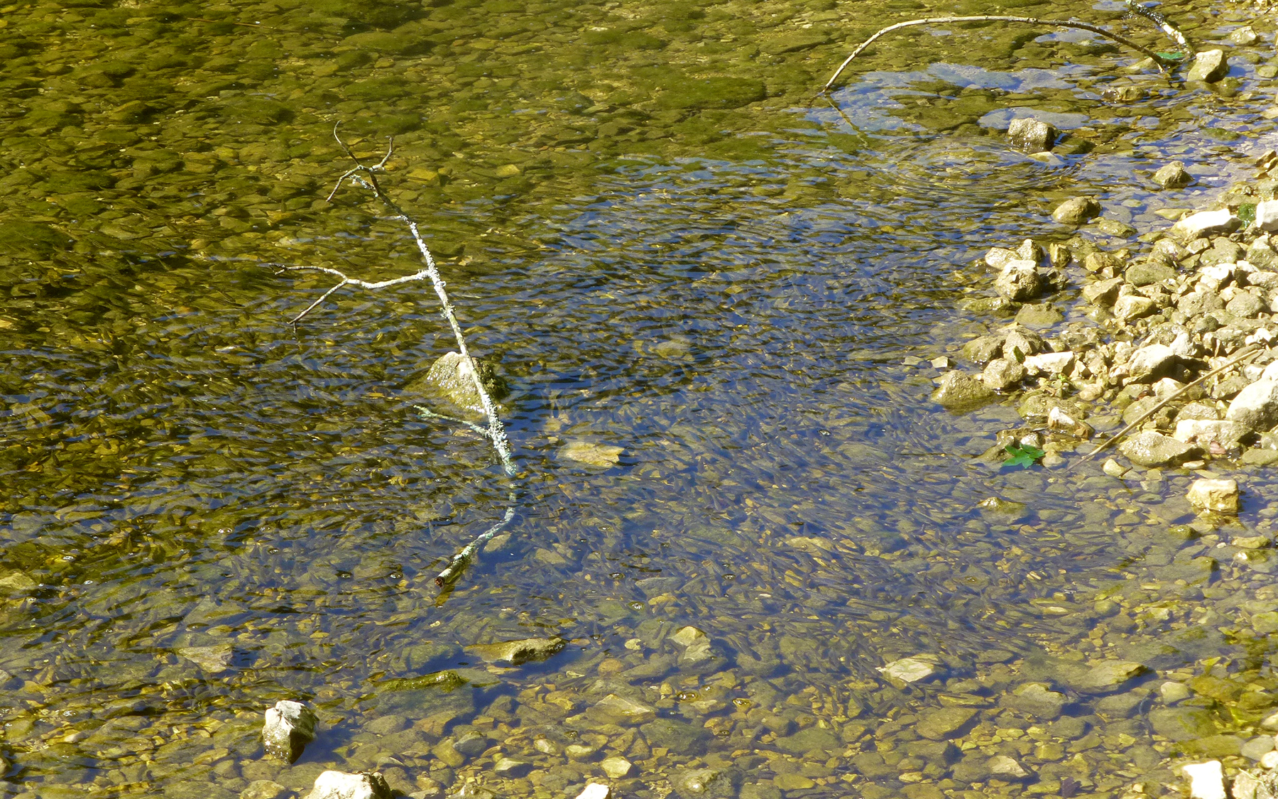 Fischlarven-doubs